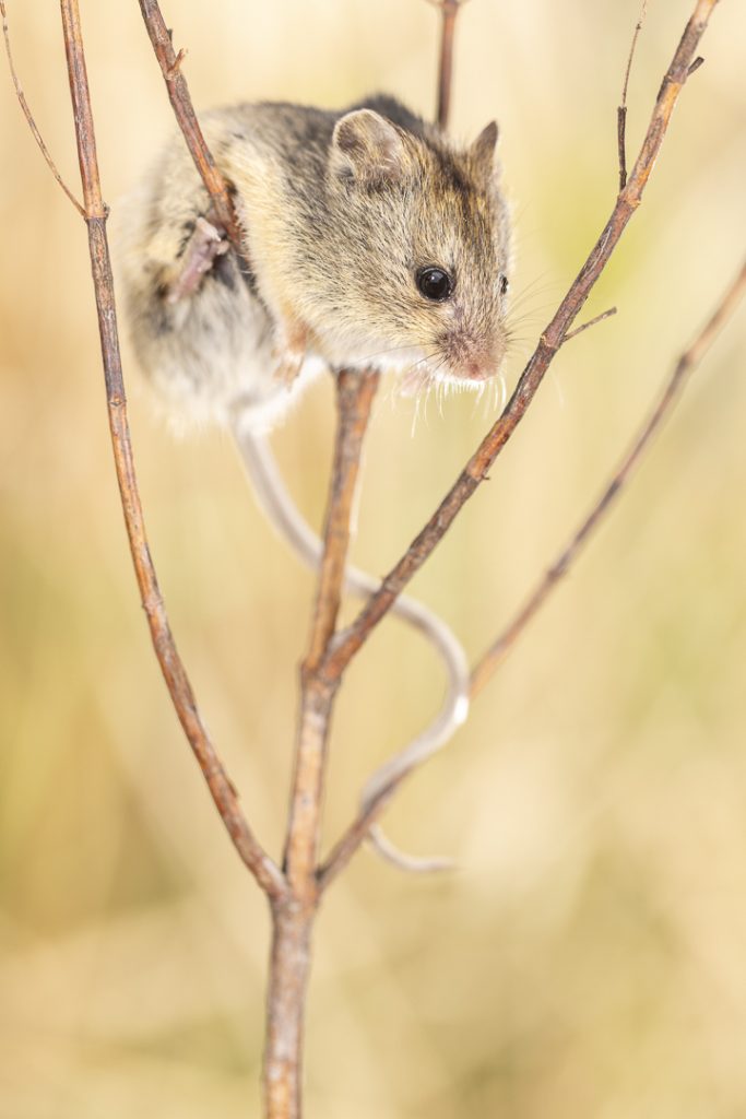 Hungarian birch mouse (Sicista trizona)