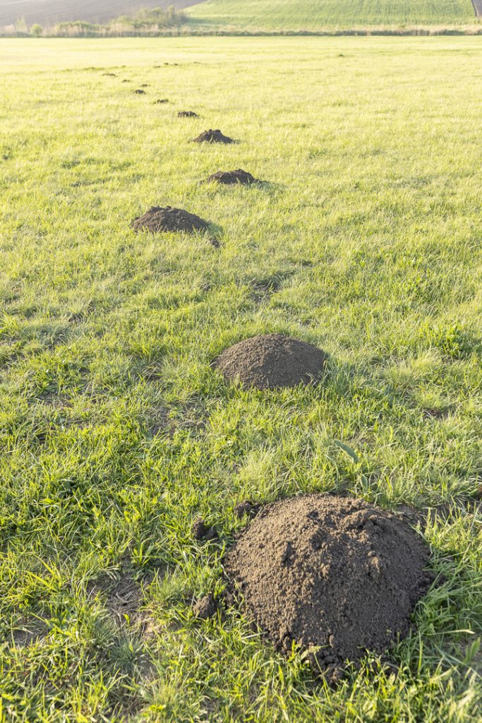 Mole-rat mounds