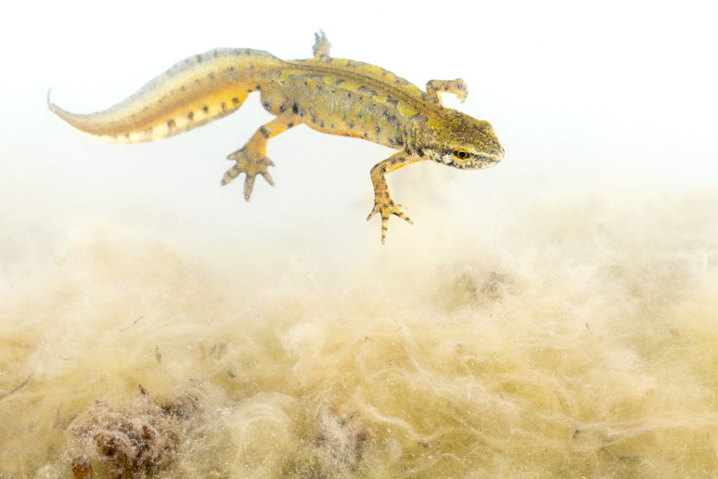 Carpathian newt (Lissotriton montandoni) 