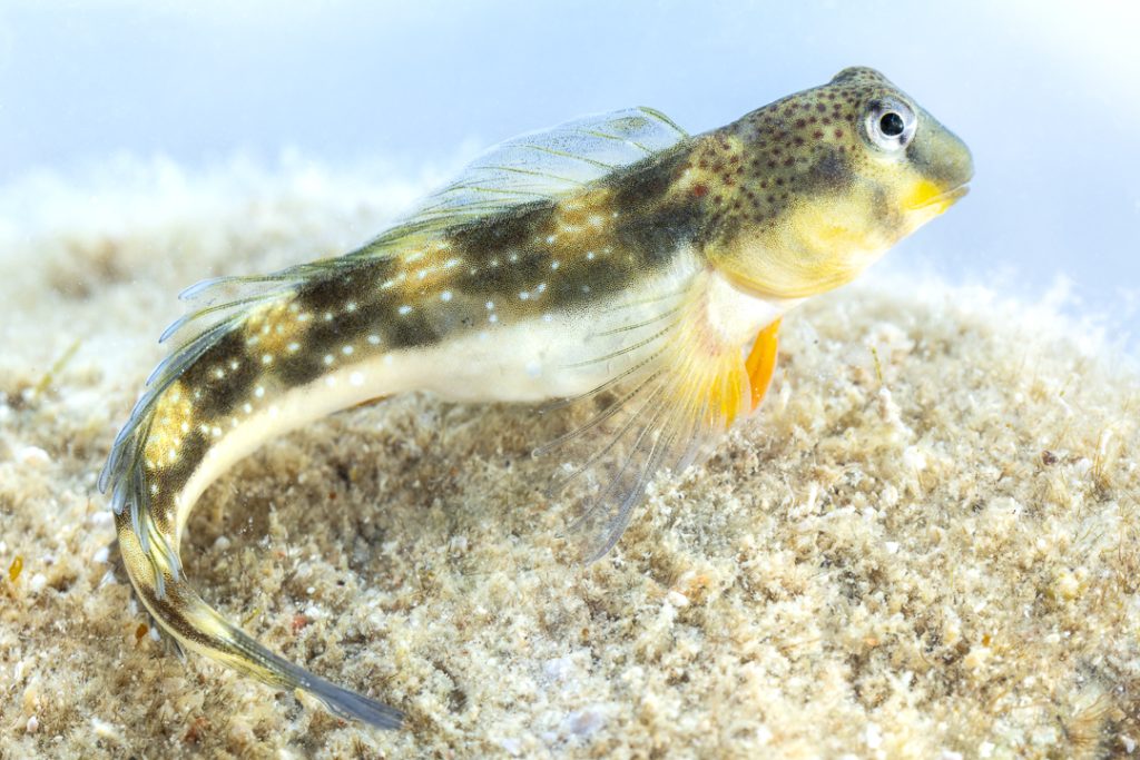Adriatic blenny (Microlipophrys adriaticus)