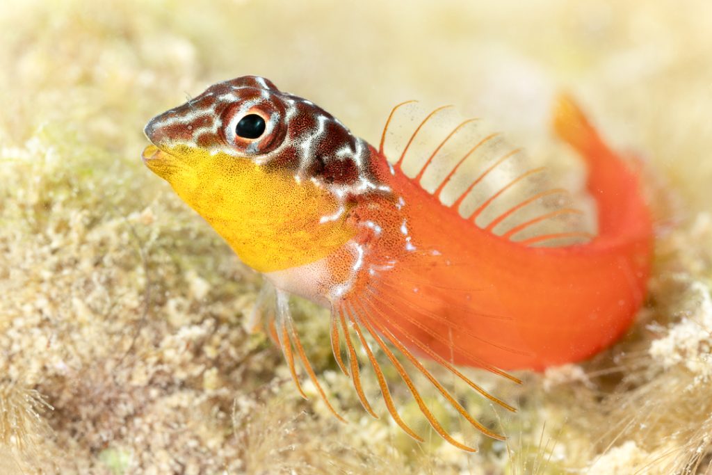 Black-headed blenny (Microlipophrys nigriceps)