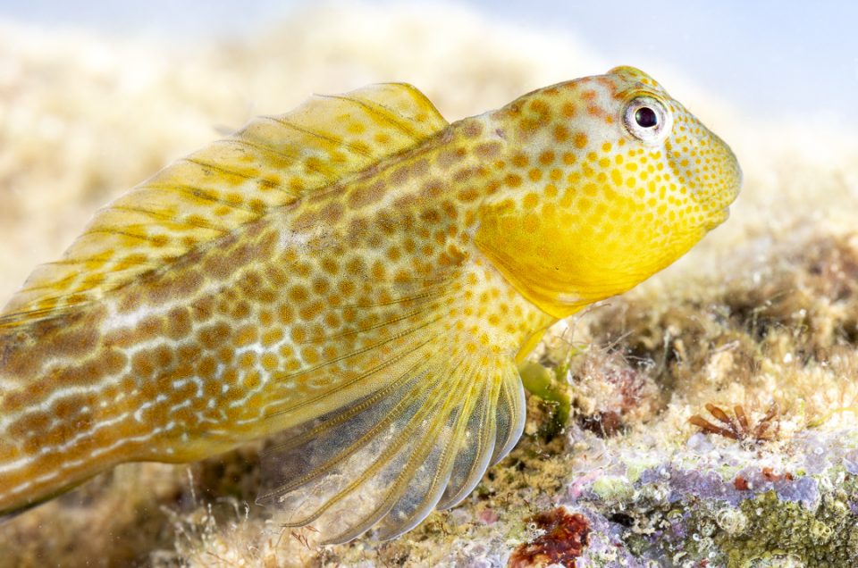 Caneva’s blenny (Microlipophrys canevae)