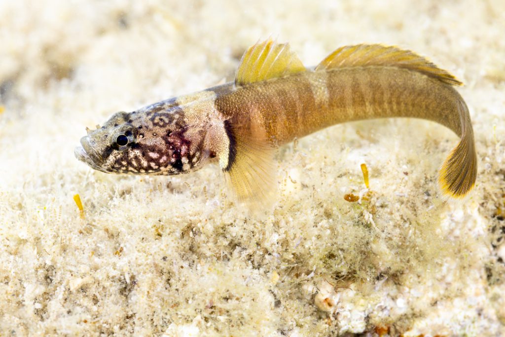 Chestnut goby (Chromogobius quadrivittatus)