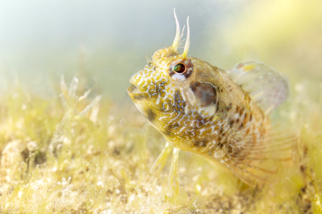 Diabolo blenny (Parablennius incognitus)