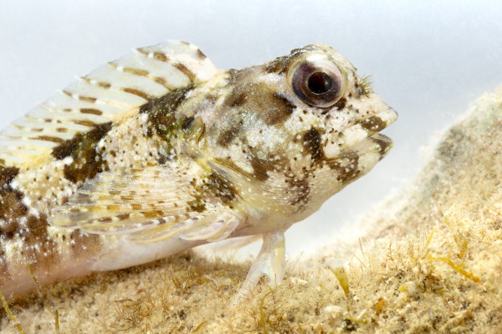 Gurnard blenny (Lipophrys trigloides)
