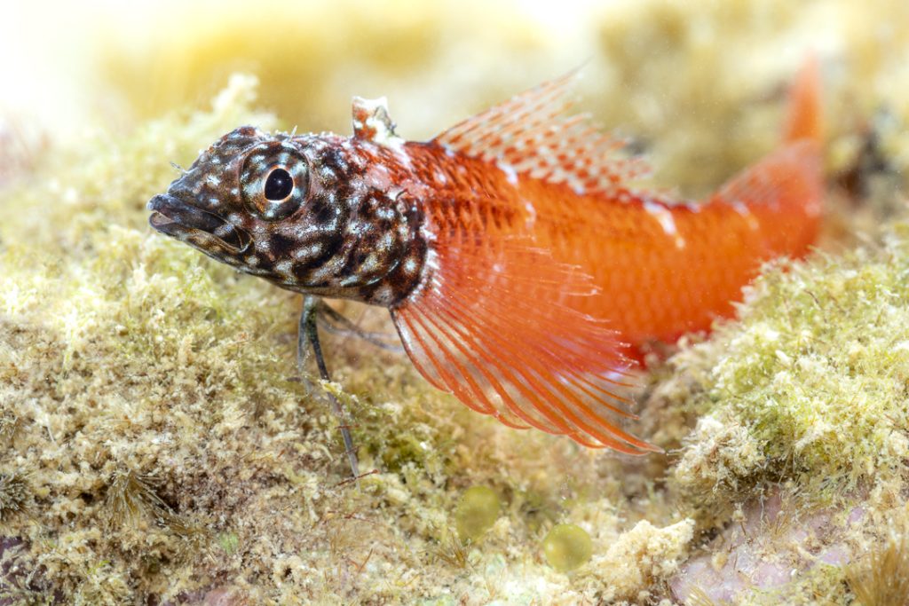Pygmy black-faced triplefin (Tripterygion melanurus)