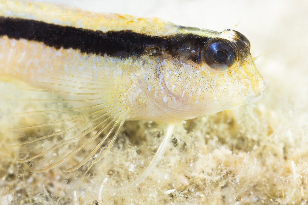 Striped blenny (Parablennius rouxi)