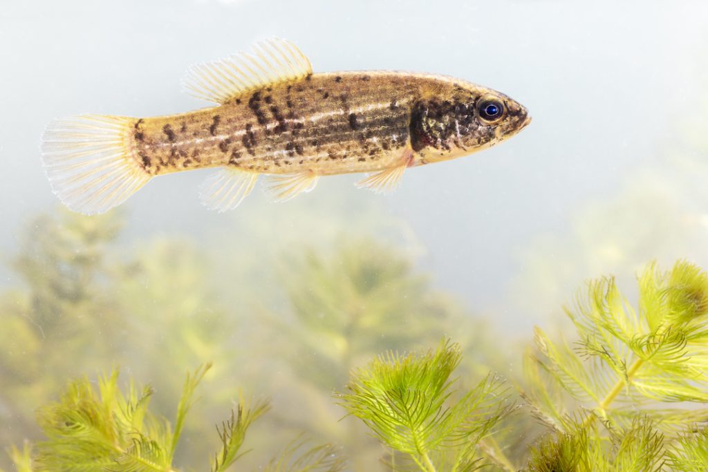 European mudminnow (Umbra krameri)