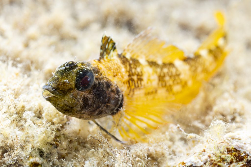 Yellow black-faced triplefin (Tripterygion delaisi)