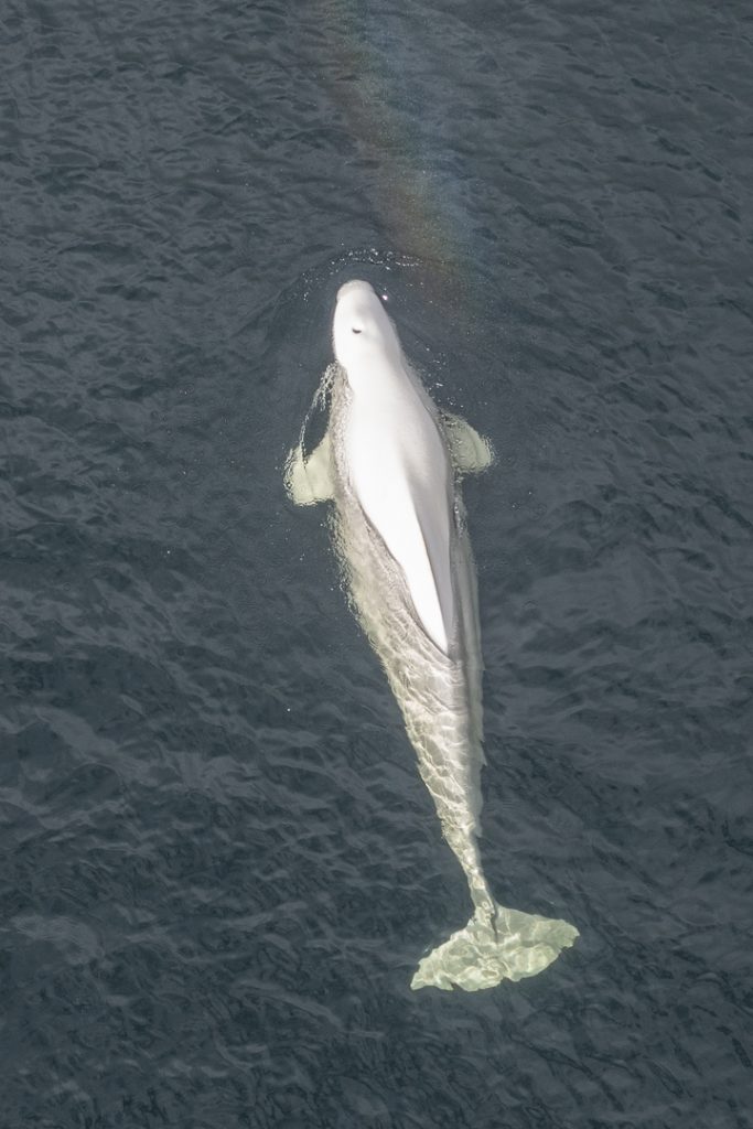 Beluga whale (Delphinapterus leucas)