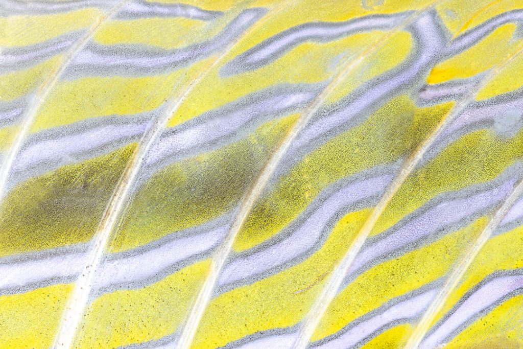 Dorsal fin of the Dragonet (Callionymus lyra)