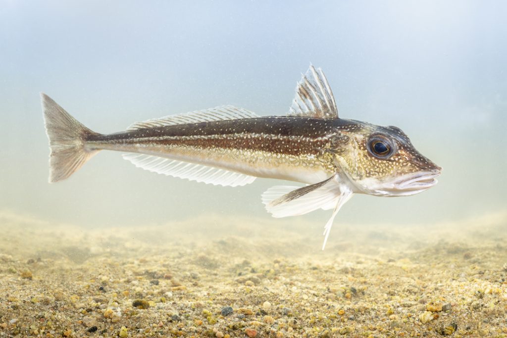 Grey Gurnard (Eutrigla gurnardus)