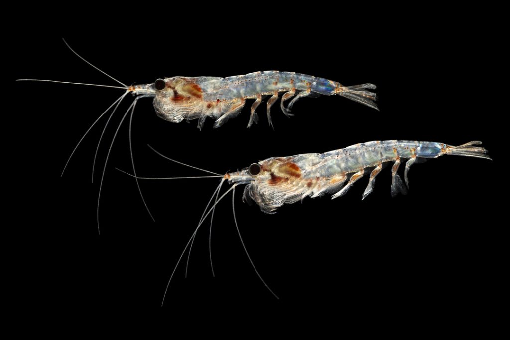 Krill
