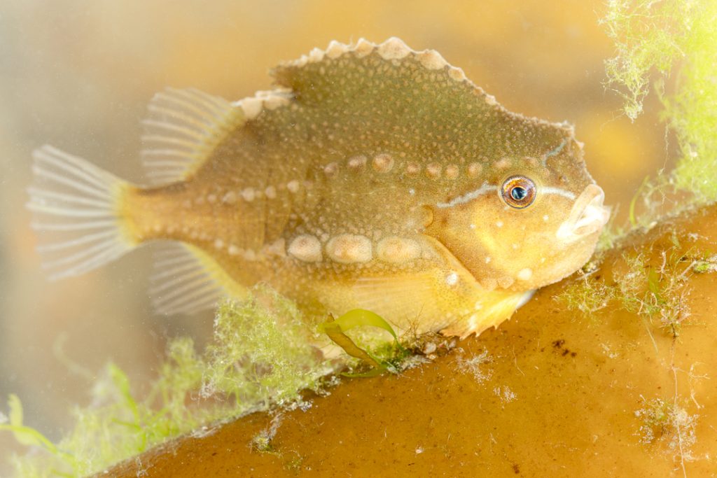 juvenile Lumpfish (Cyclopterus lumpus)