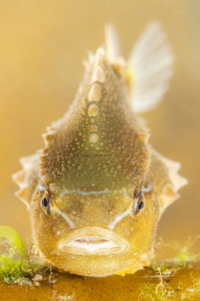 juvenile Lumpfish (Cyclopterus lumpus)