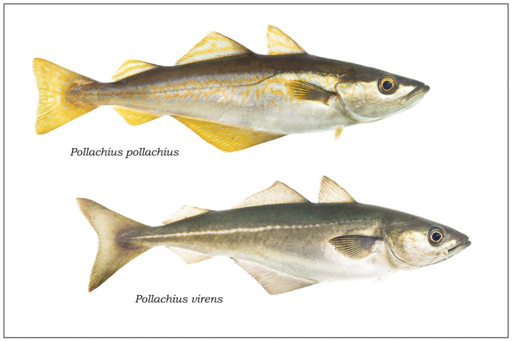 Pollock (Pollachius pollachius) and Saithe (Pollachius virens)