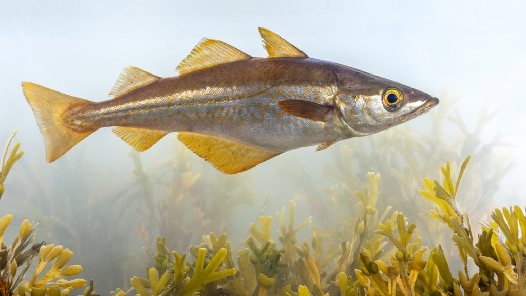 Pollock (Pollachius pollachius)