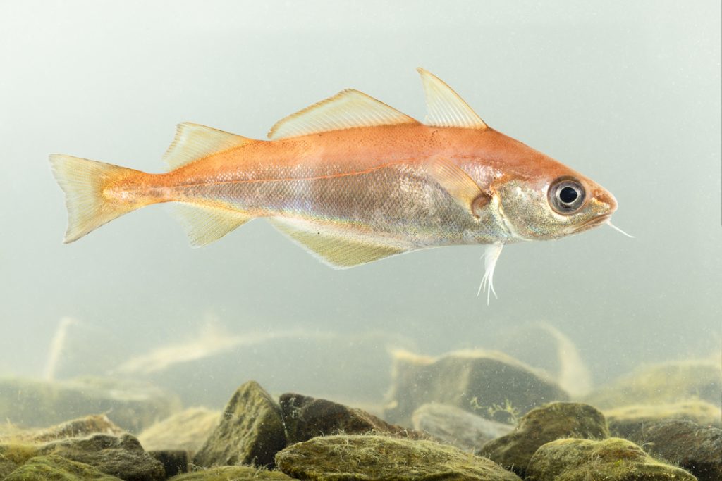 Poor cod (Trisopterus minutus)