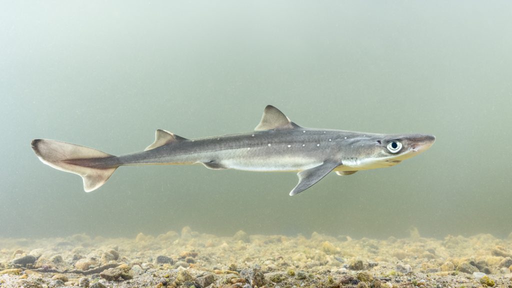 Spiny dogfish (Squalus acanthias)