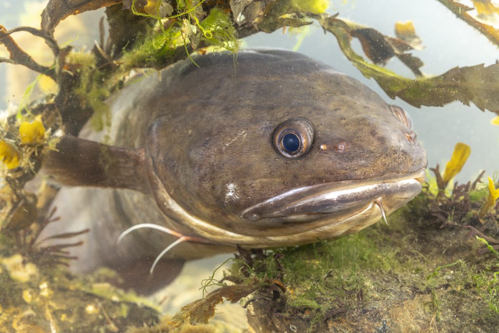 Tadpole fish (Raniceps raninus)
