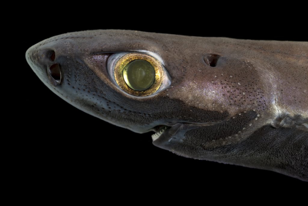 Velvet belly lanternshark (Etmopterus spinax)