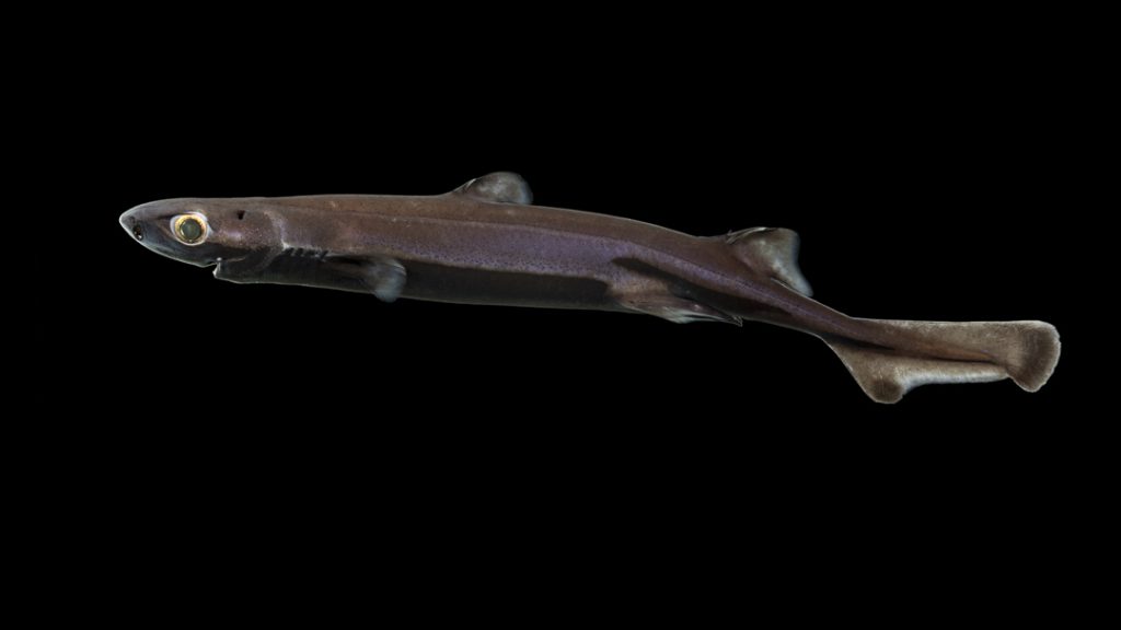 Velvet belly lanternshark (Etmopterus spinax)