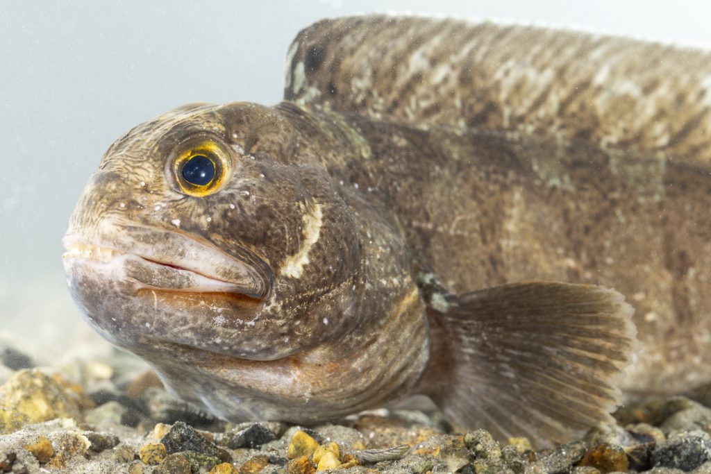 Wolffish (Anarhichas lupus)