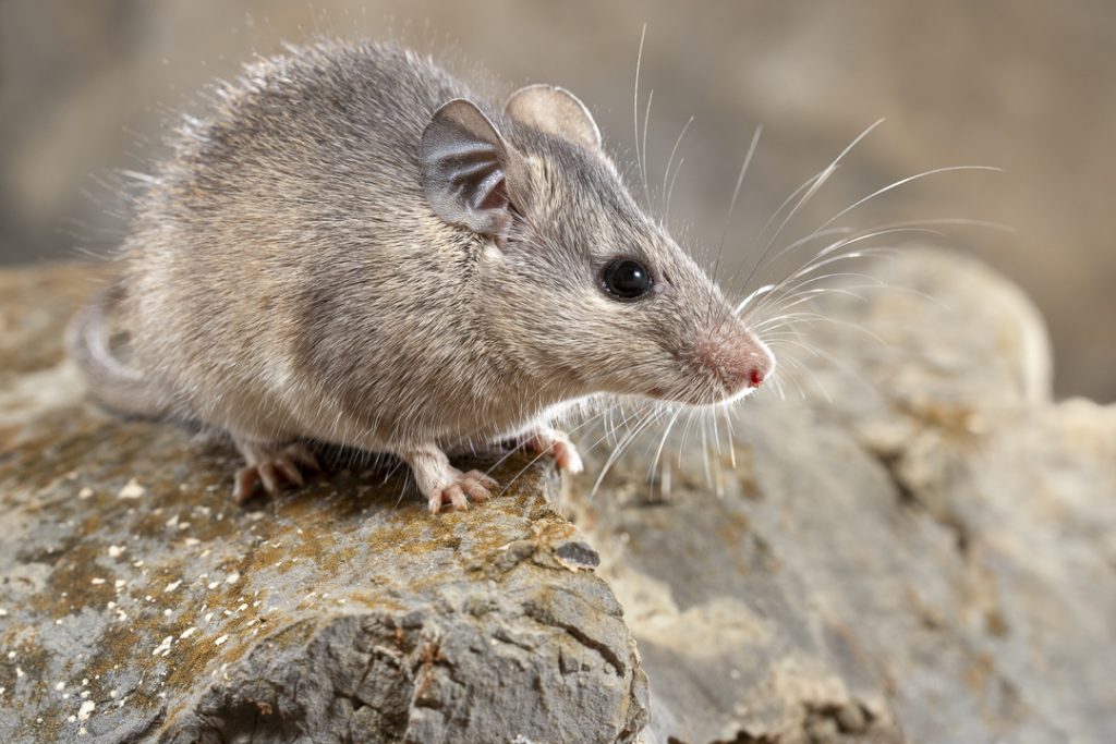 Cretan spiny mouse (Acomys minous)