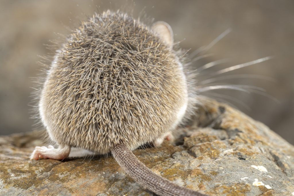 Cretan spiny mouse (Acomys minous)