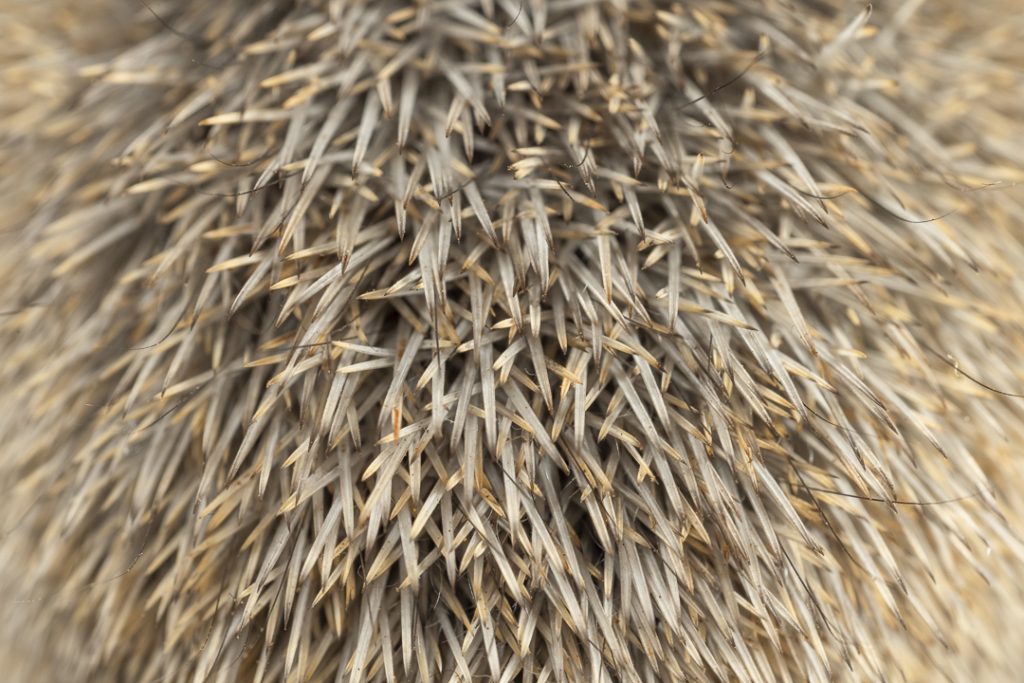 Cretan spiny mouse, detail of the spines (Acomys minous)