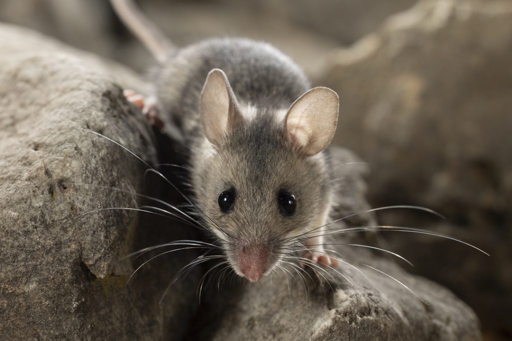 Eastern broad-toothed field mouse (Apodemus mystacinus)