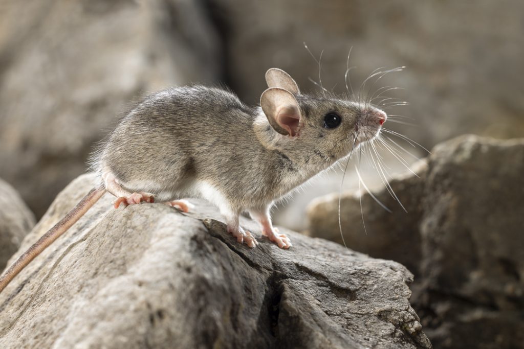 Eastern broad-toothed field mouse (Apodemus mystacinus)