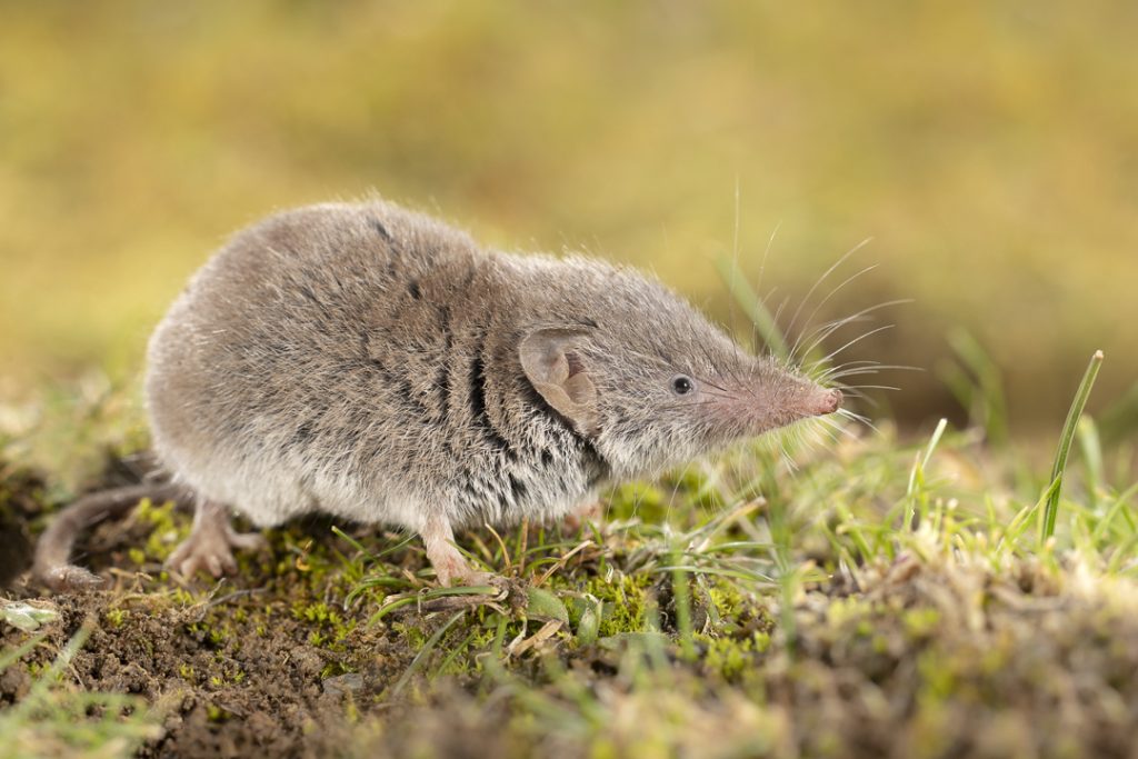 Cretan shrew (Crocidura zimmermanni)