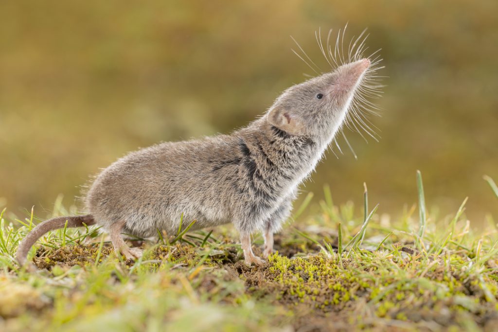 Cretan shrew (Crocidura zimmermanni)