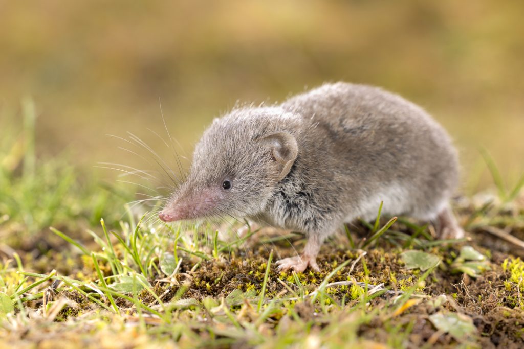 Cretan shrew (Crocidura zimmermanni)