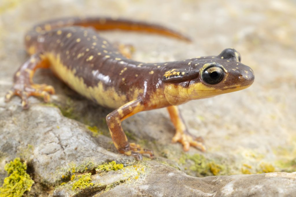 Karpathos salamander - female (Lyciasalamandra helverseni)