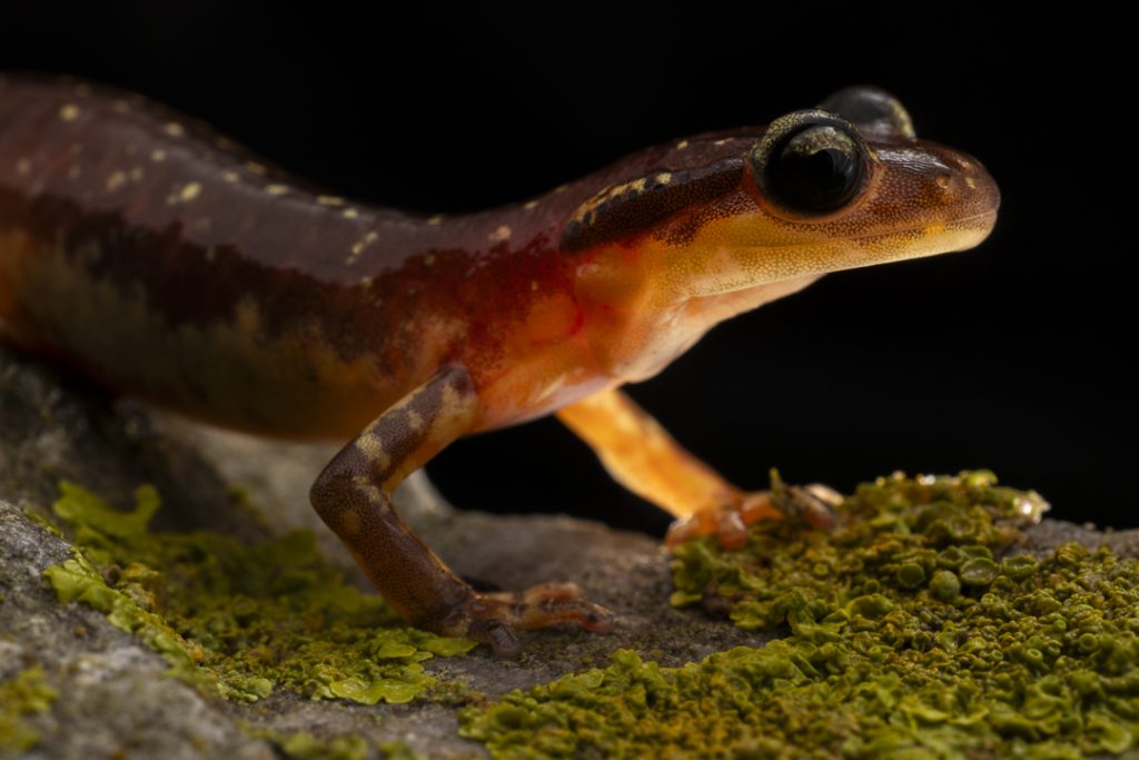 Karpathos Salamander (Lyciasalamandra helverseni)