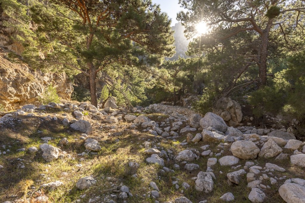 Habitat Karpathos Salamander (Lyciasalamandra helverseni)