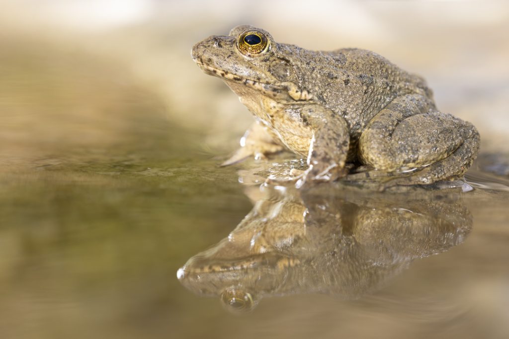 Levant Water Frog (Pelophylax bedriagae cerigensis)
