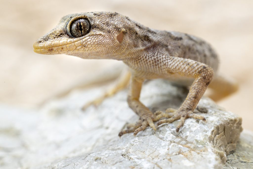 Oertzen's Gecko (Mediodactylus oertzeni)