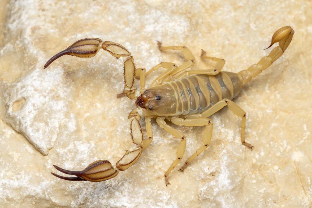 Metaiurus stathiae