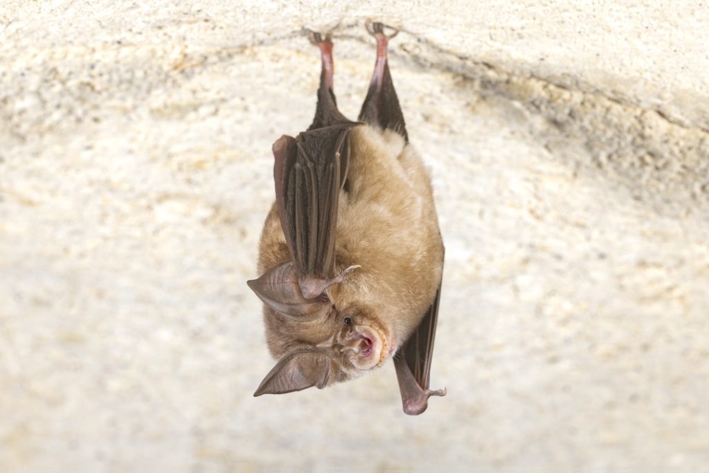 Blasius's horseshoe bat (Rhinolophus blasii)