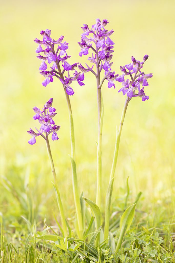 Green-winged orchid (Anacamptis morio)