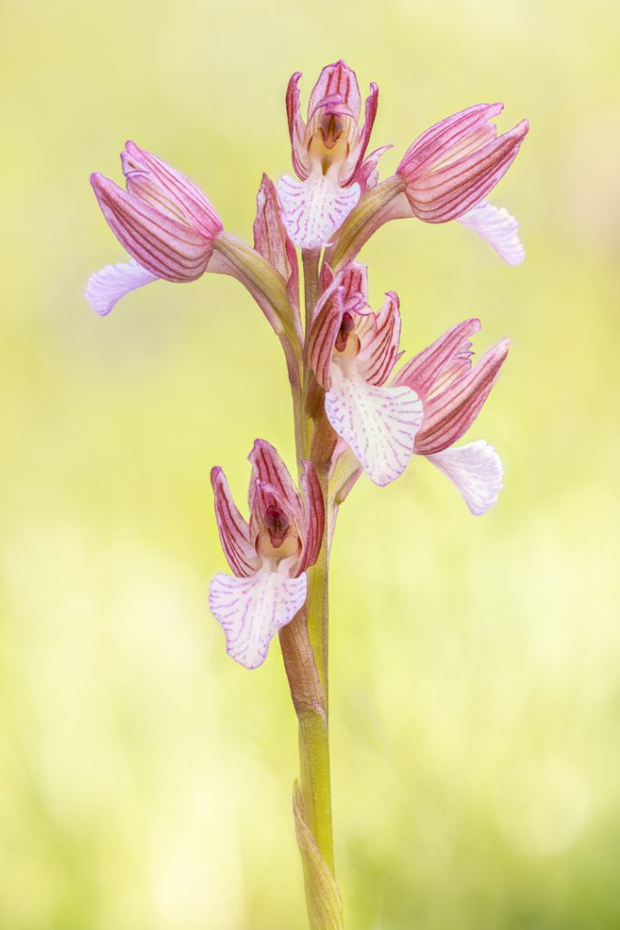 Pink-butterfly Orchid (Anacamptis papilionacea)