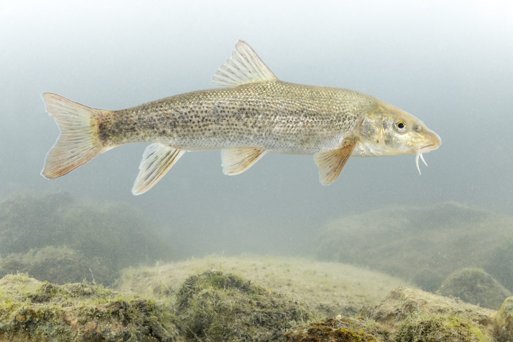Struma barbel (Barbus strumicae)