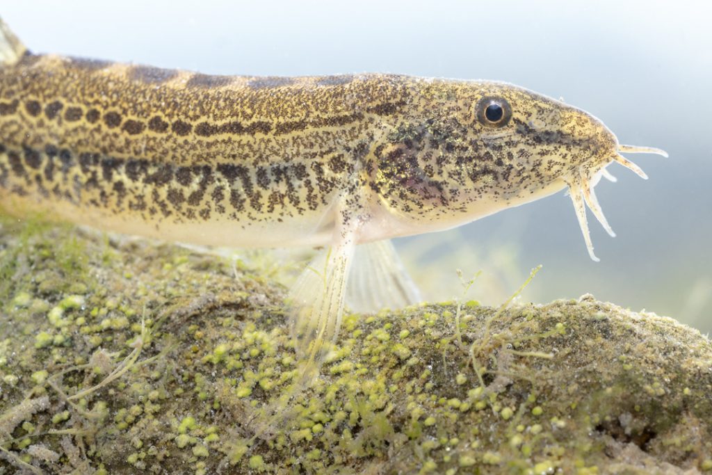Cobitis punctilineata