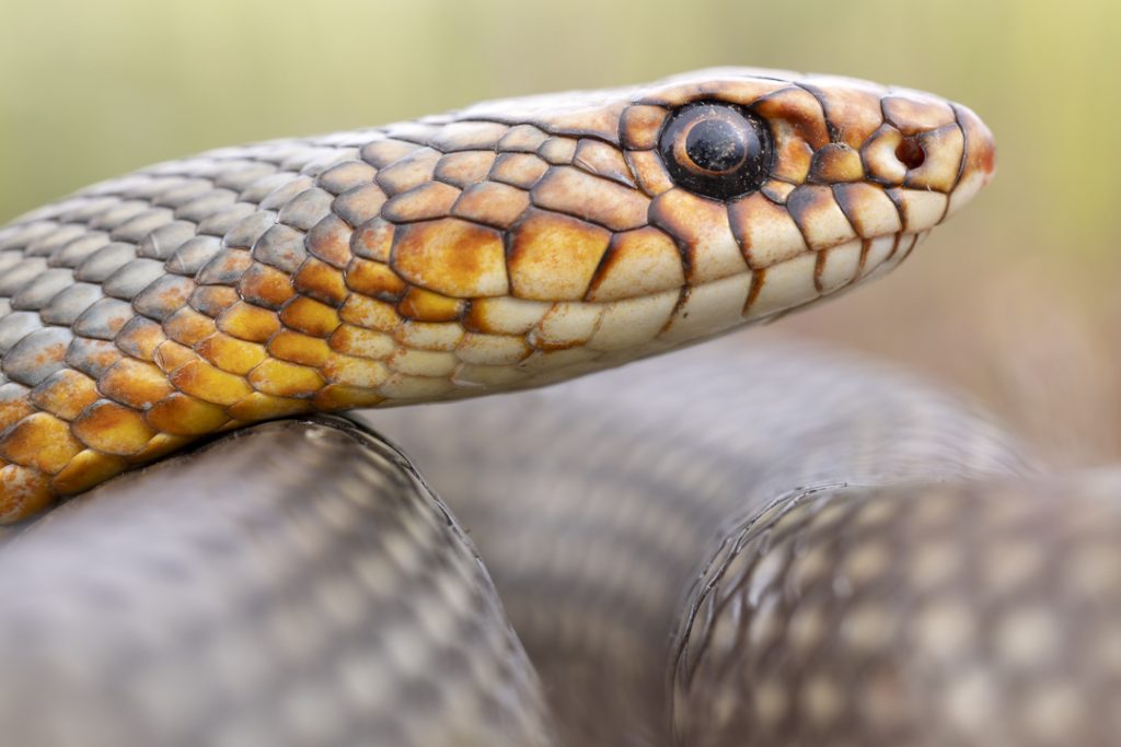 Caspian whipsnake (Dolichophis caspius)