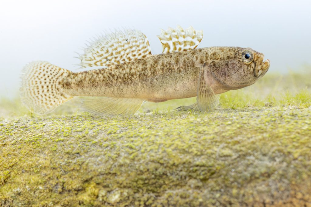 Western Greece goby (Economidichthys pygmaeus)