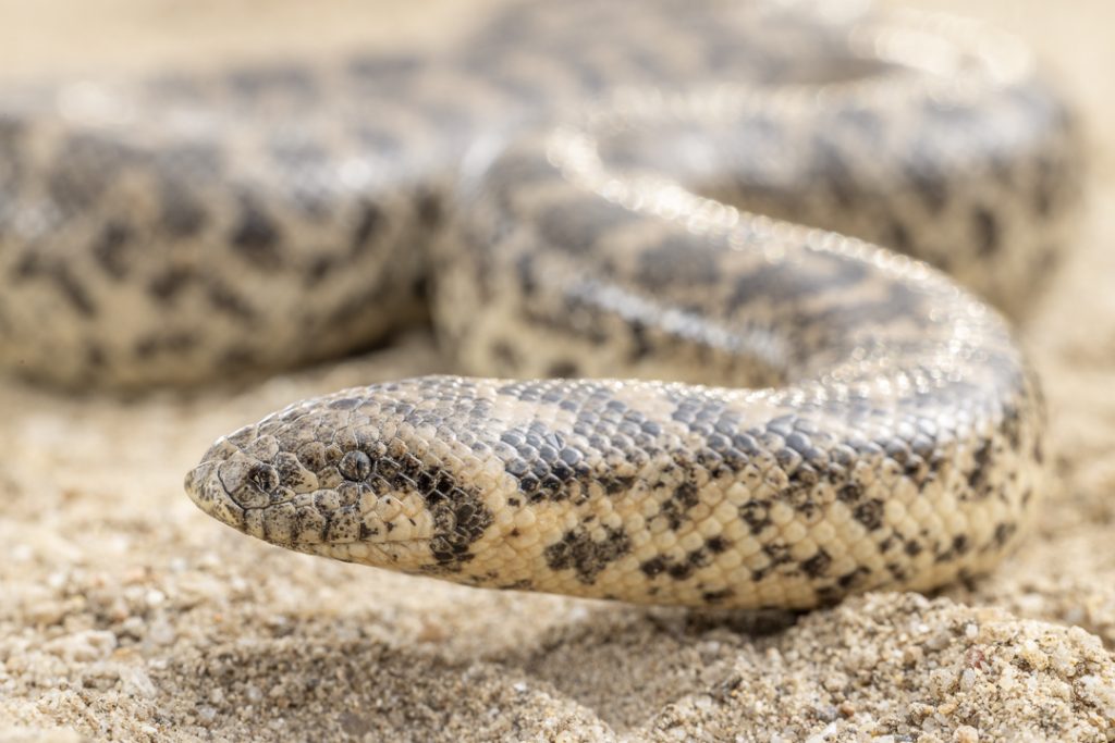 Javelin Sand Boa (Eryx jaculus)