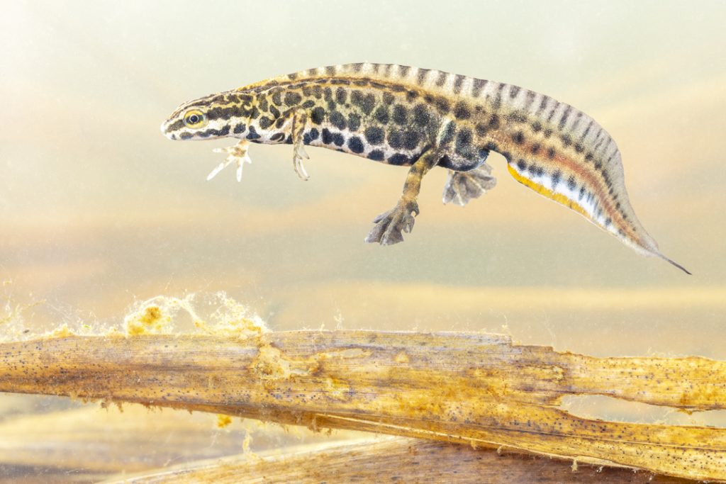 Greek newt (Lissotriton graecus)